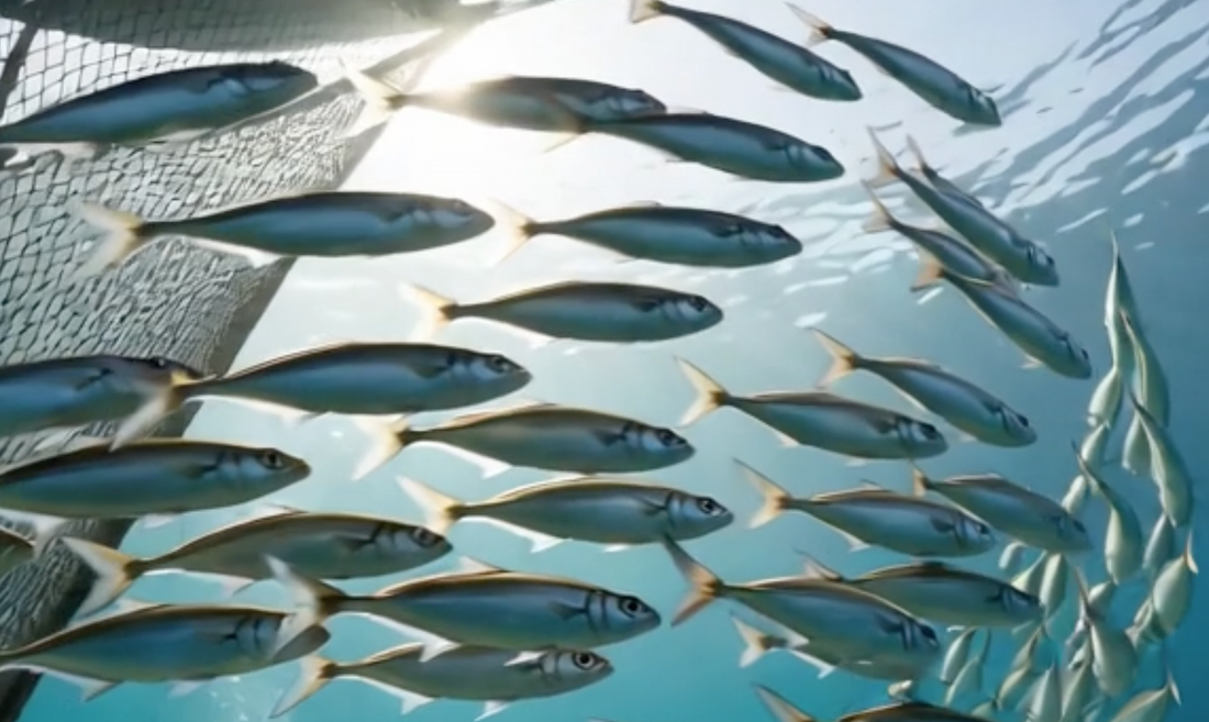 The Power of Omega-3s